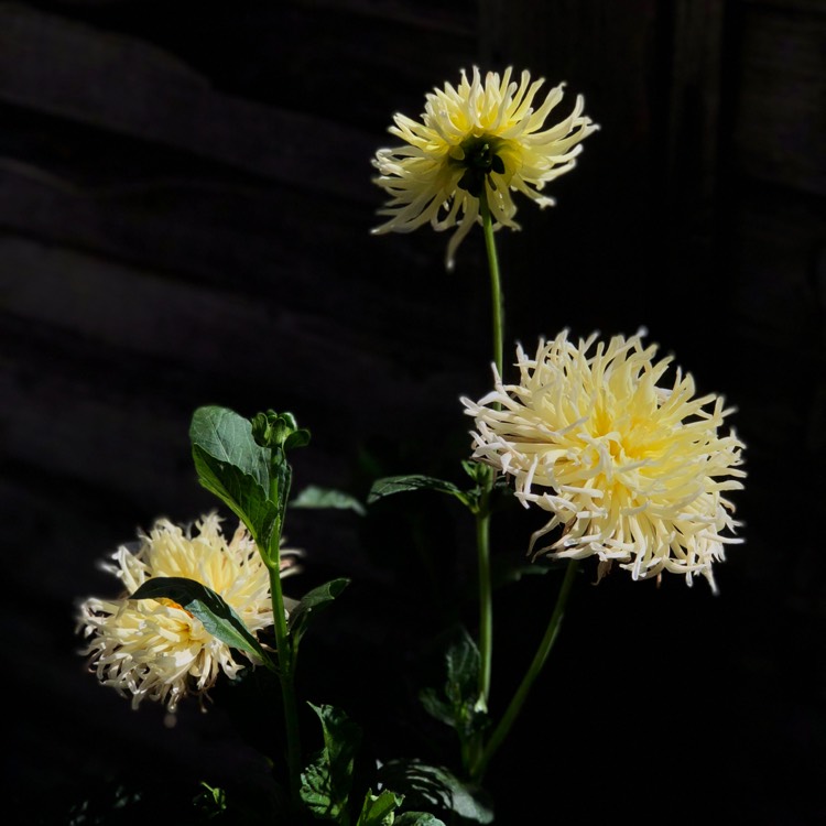 plant image 810267 plant image 810267