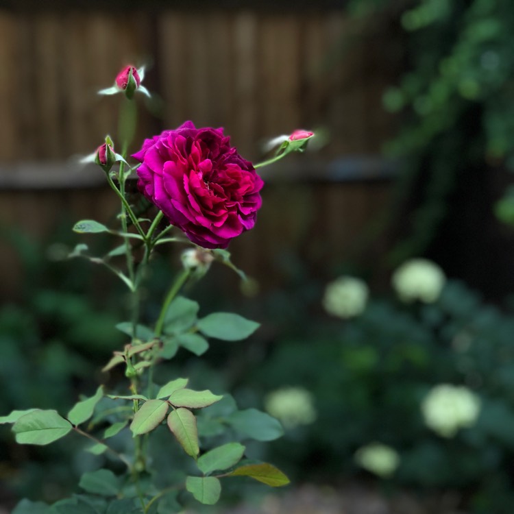 plant image 815777