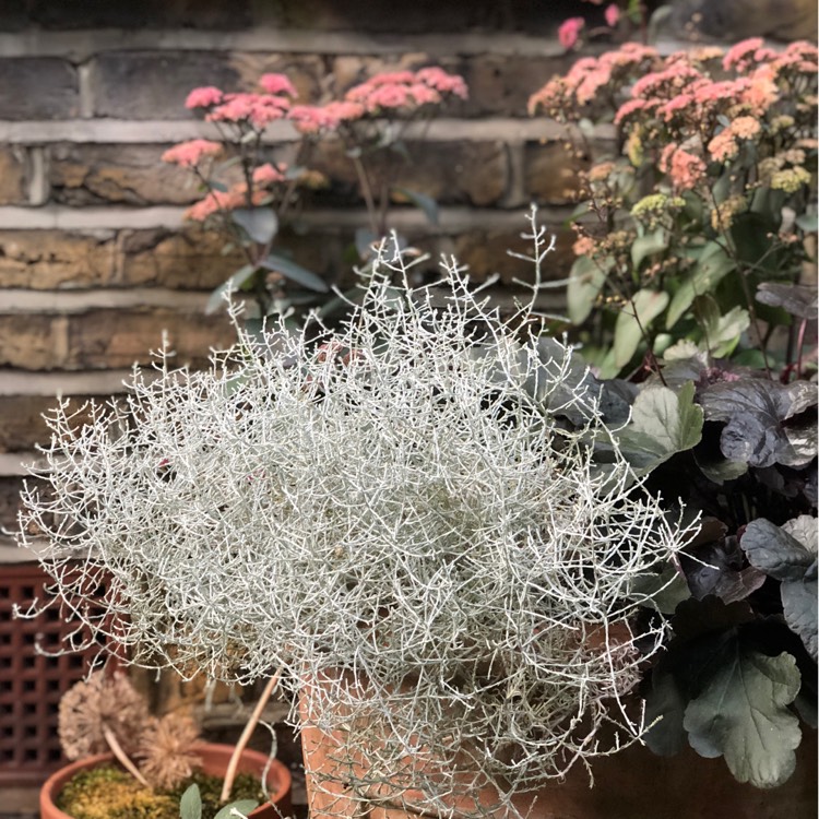 Plant image Calocephalus