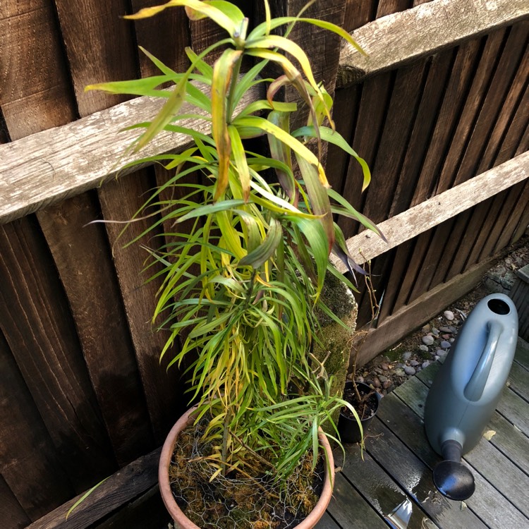plant image 886544 plant image 886544