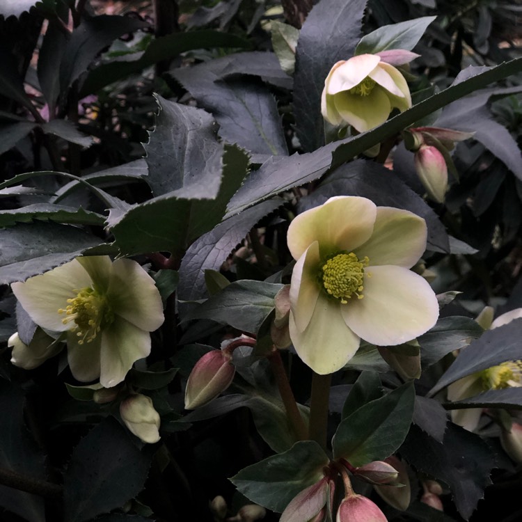 plant image 901543 plant image 901543