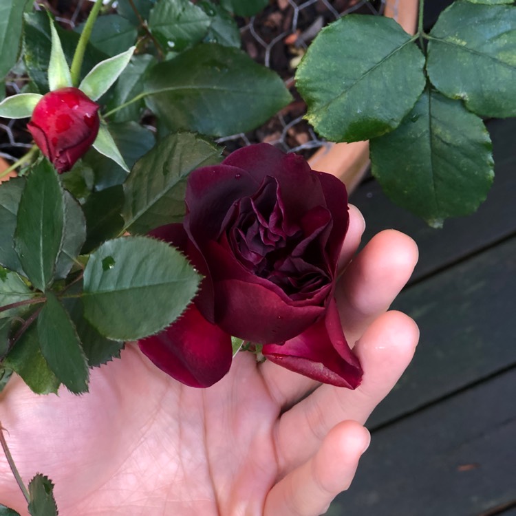 plant image 903735