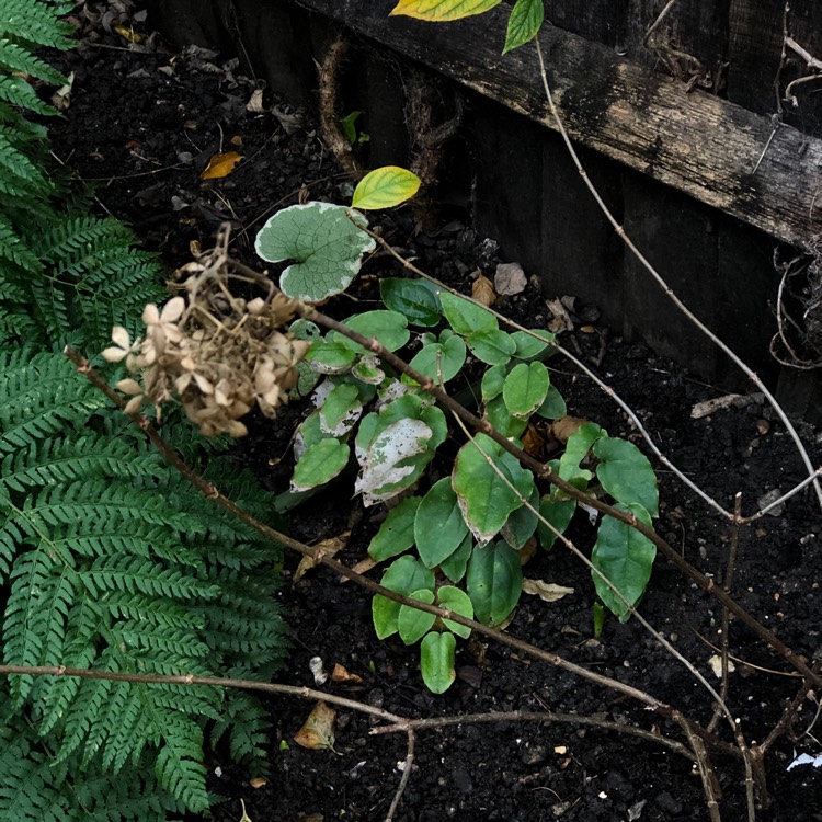 plant image 907776