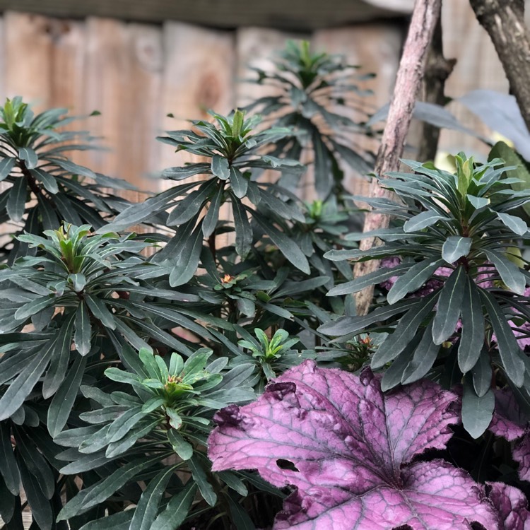 plant image 908639