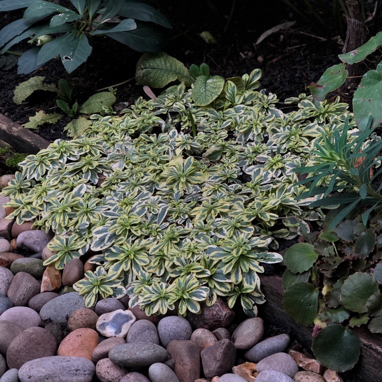 plant image 908647 plant image 908647