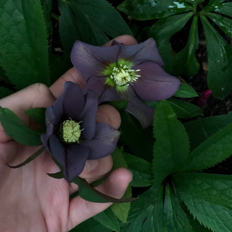 plant image 917846