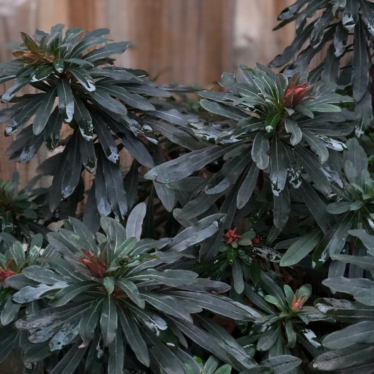 Plant image Euphorbia amygdaloides 'Purpurea' syn. Euphorbia amygdaloides 'Rubra'