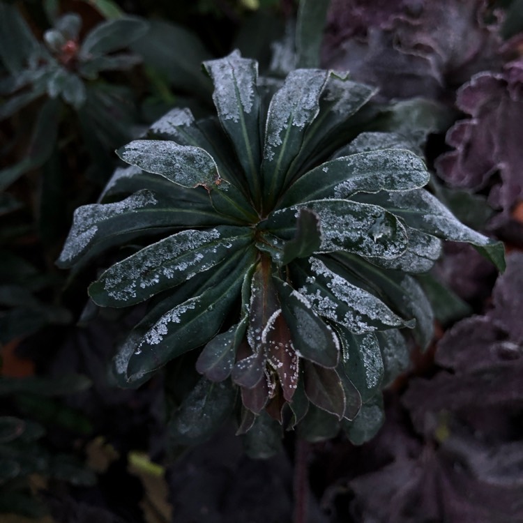 plant image 930669