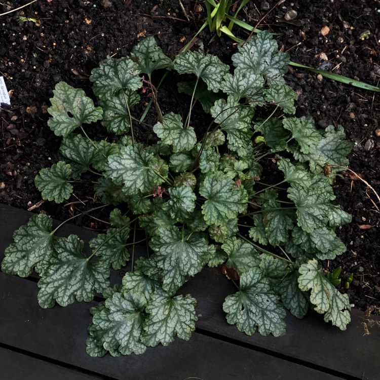 plant image 932579 plant image 932579