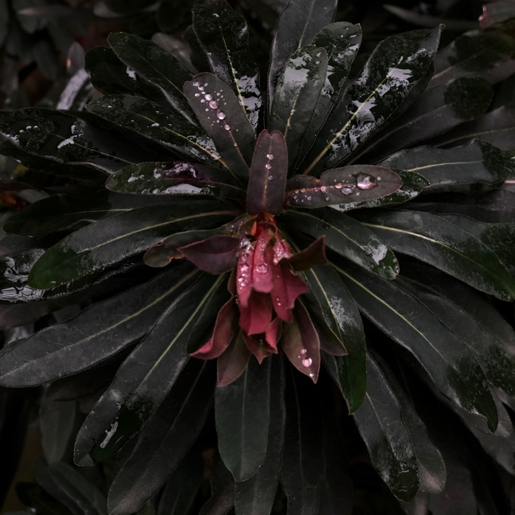 plant image 933730