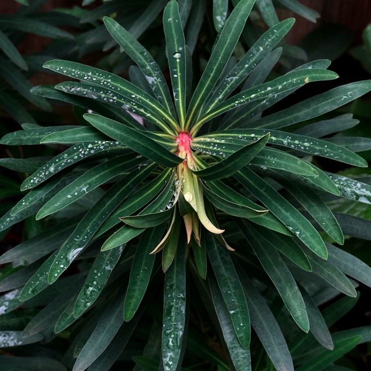 Plant image Euphorbia characias 'Black Pearl'