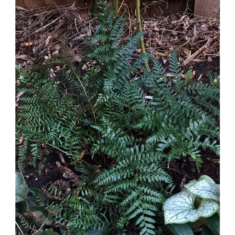 plant image 938222