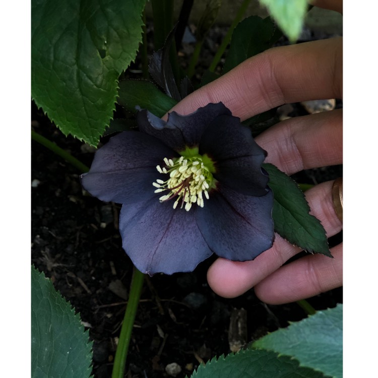 plant image 939878