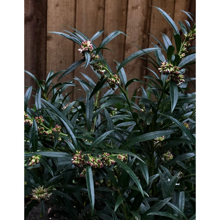 Plant image Sarcococca hookeriana var. hookeriana 'Ghorepani'