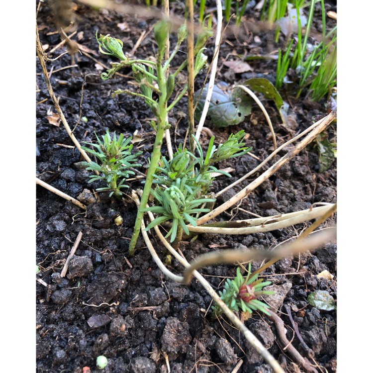 plant image 948756