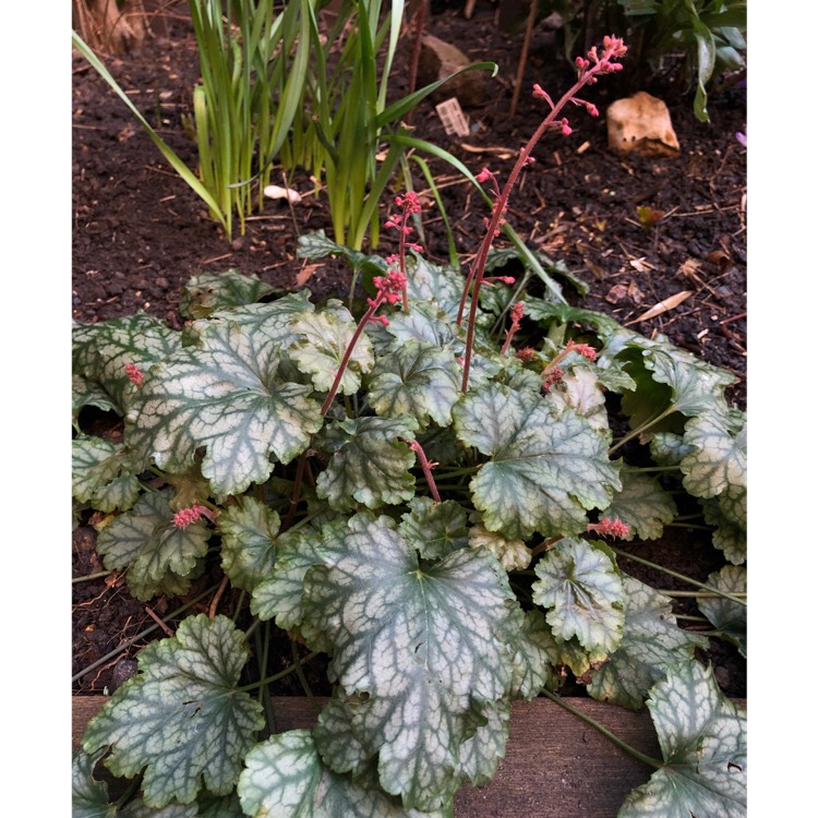 plant image 948761 plant image 948761