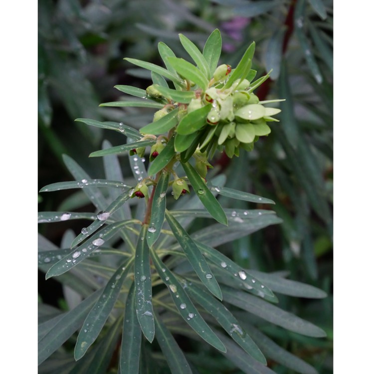plant image 958375 plant image 958375