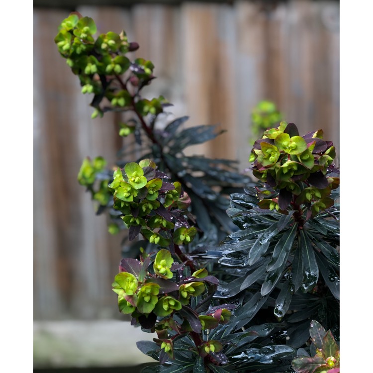 plant image 963172