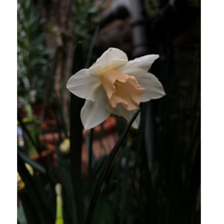 plant image 963433