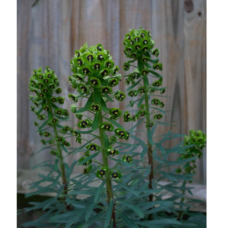 plant image 972581 plant image 972581