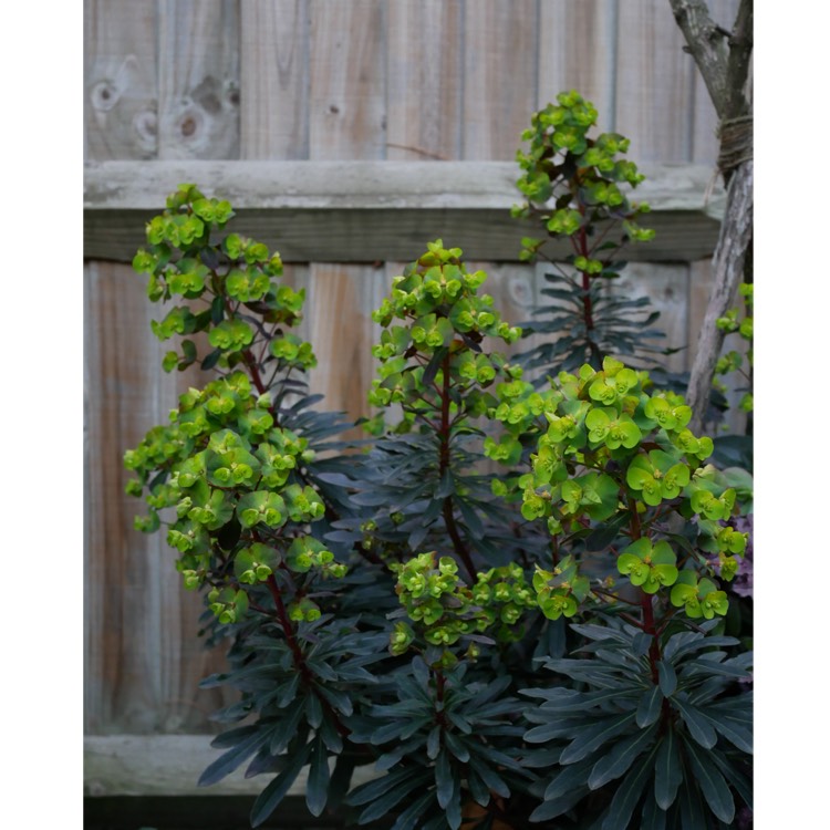 plant image 974376