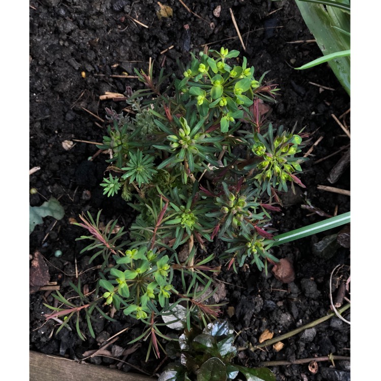 plant image 974854