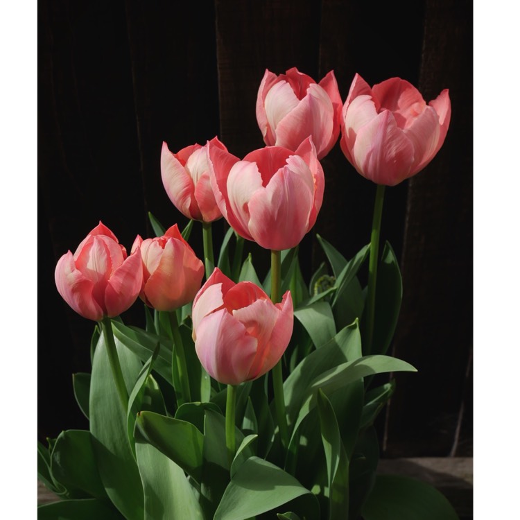 Plant image Tulipa 'Salmon van Eijk'