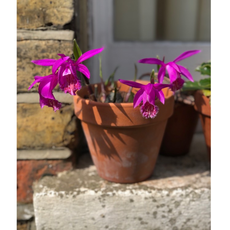 Plant image Pleione 'Tongariro'