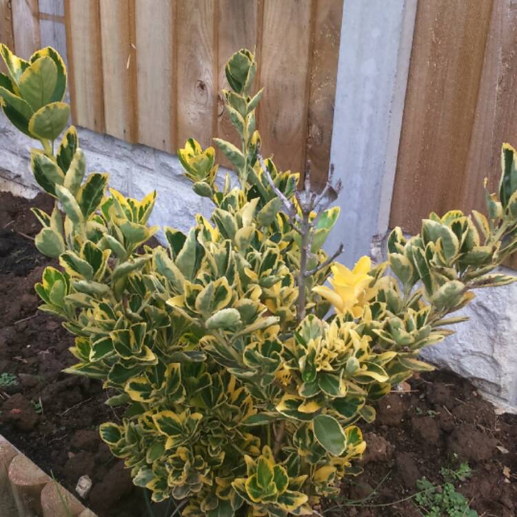 plant image 523308