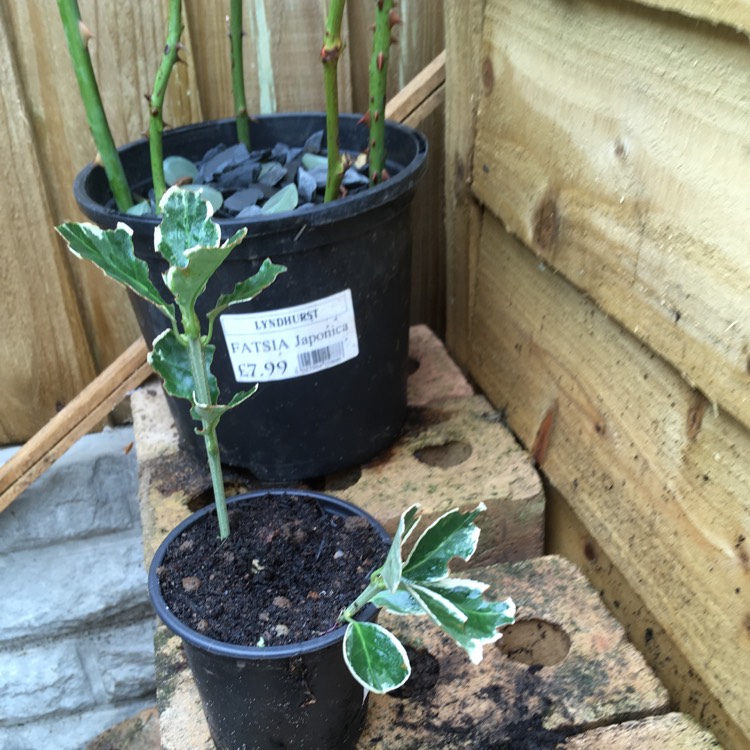 Plant image Euonymus fortunei 'Golden Harlequin'