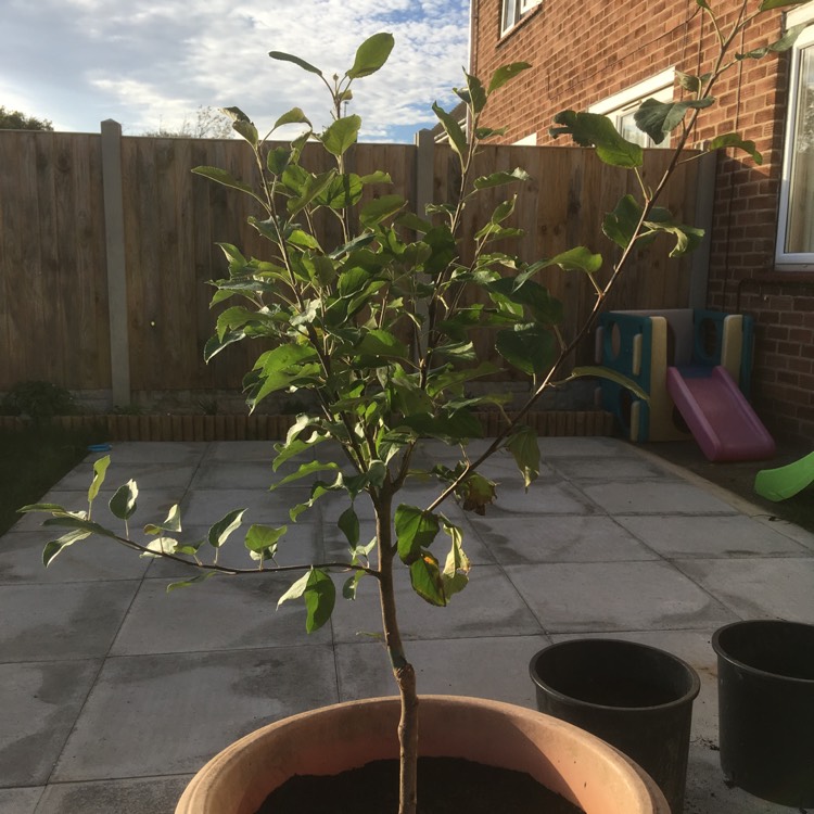 Plant image Malus domestica 'Elstar'