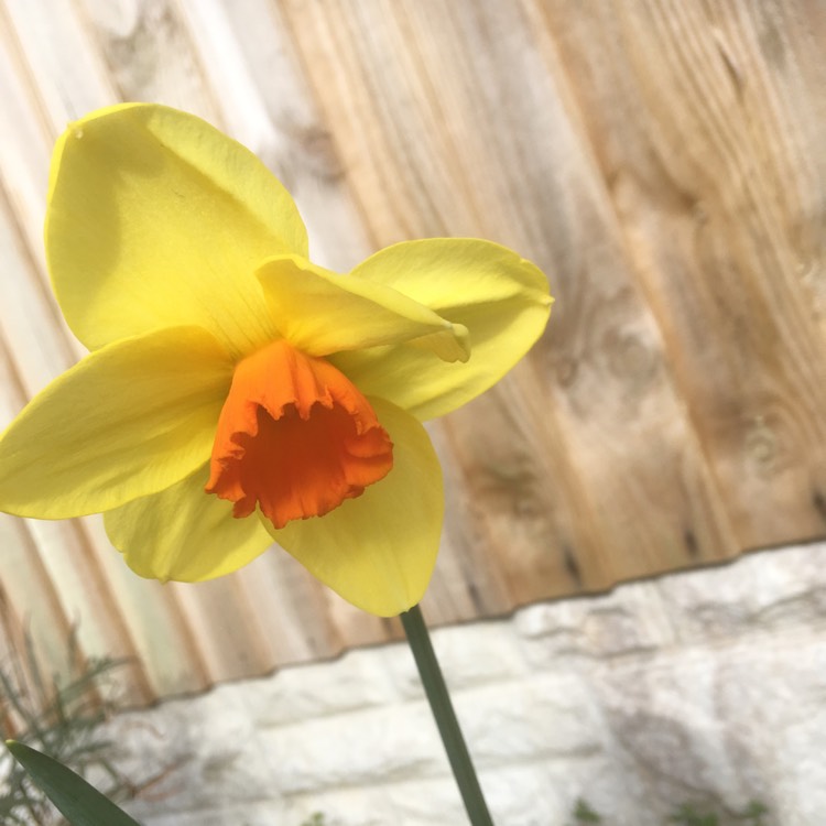 Plant image Narcissus 'Hollywood'