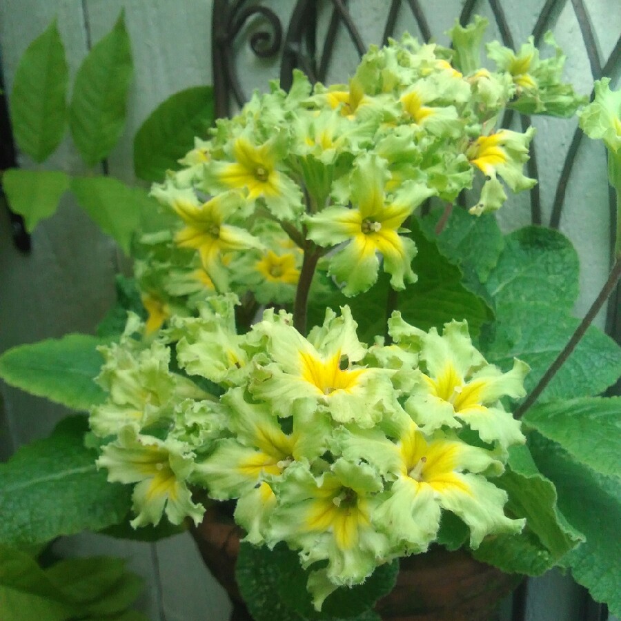 Plant image Primula 'Francisca'