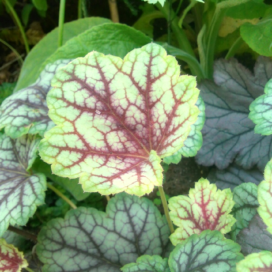 Alumroot 'Green Spice'