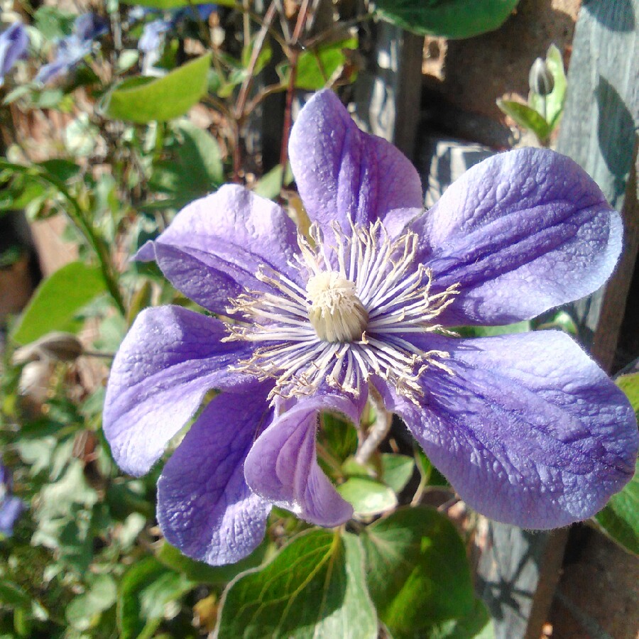 Clematis 'Arabella'
