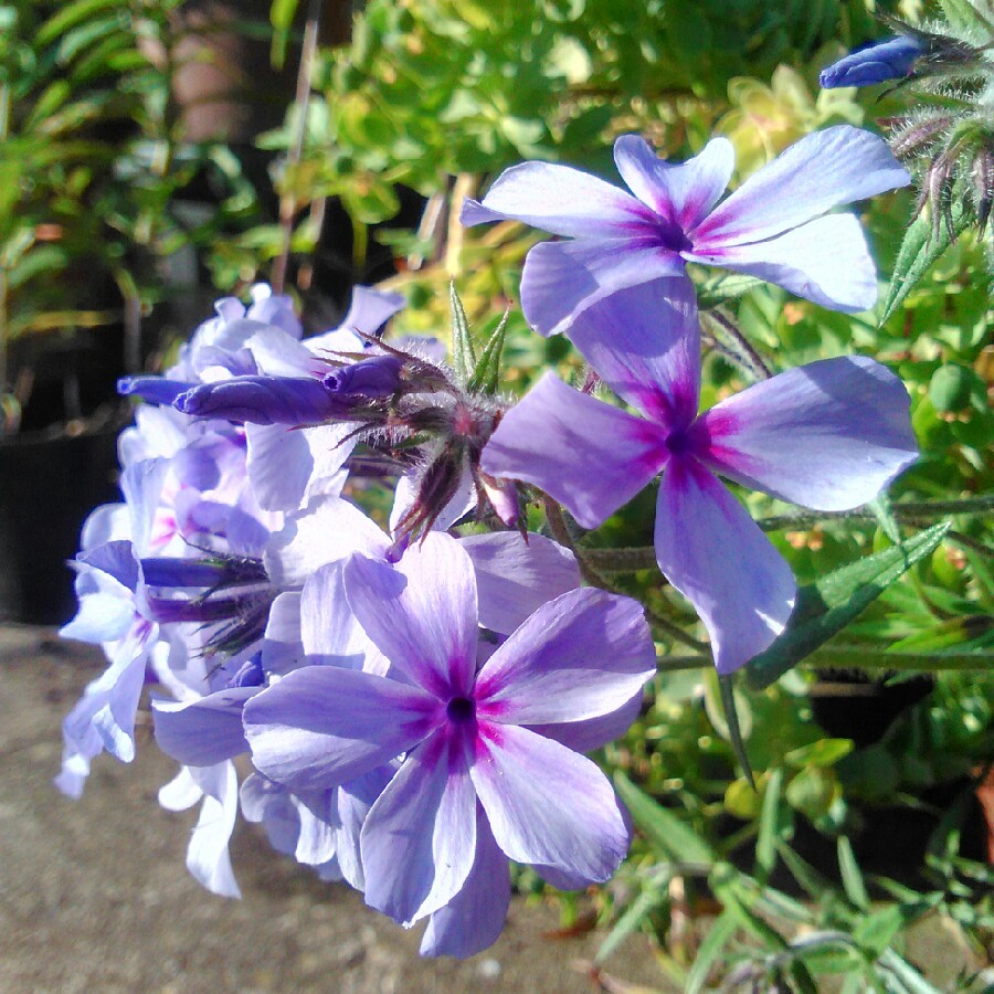 Phlox Chattahoochee'