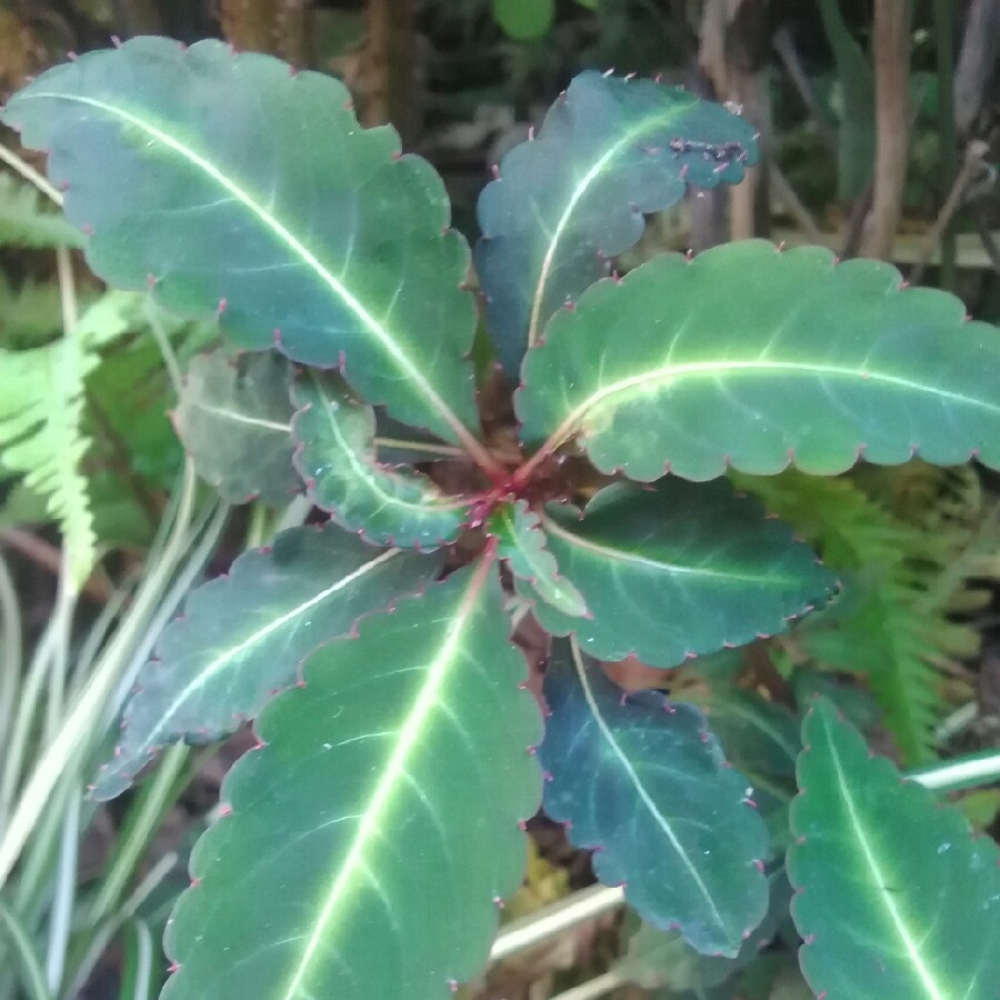 Hardy Impatiens