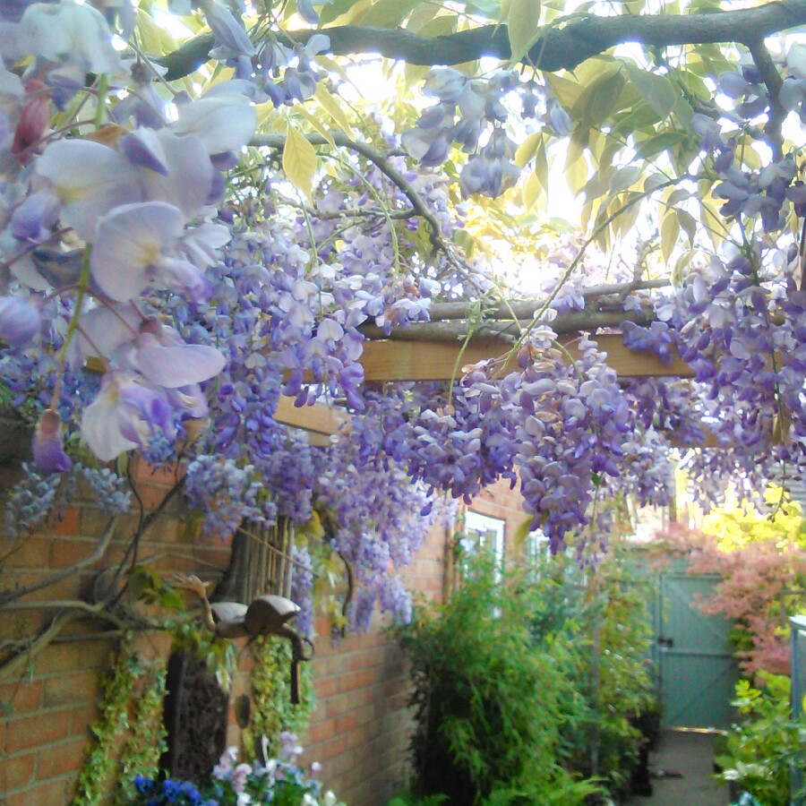 Justin's garden