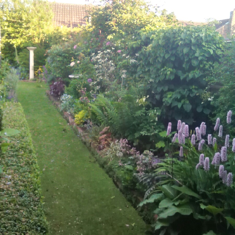 Justin's garden