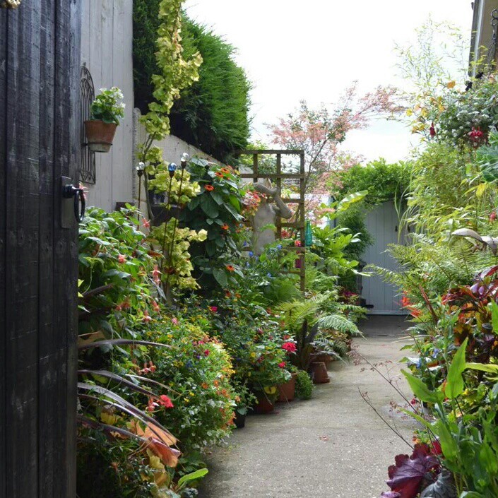 Justin's garden