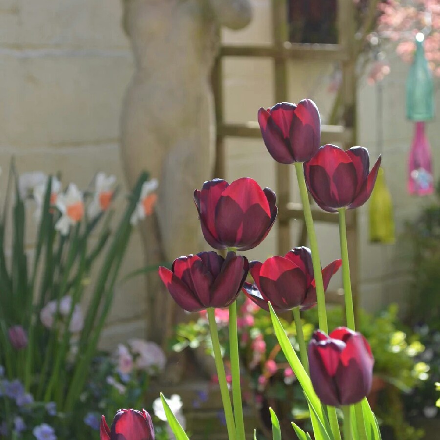 Tulip 'Queen Of Night' (Single Late)