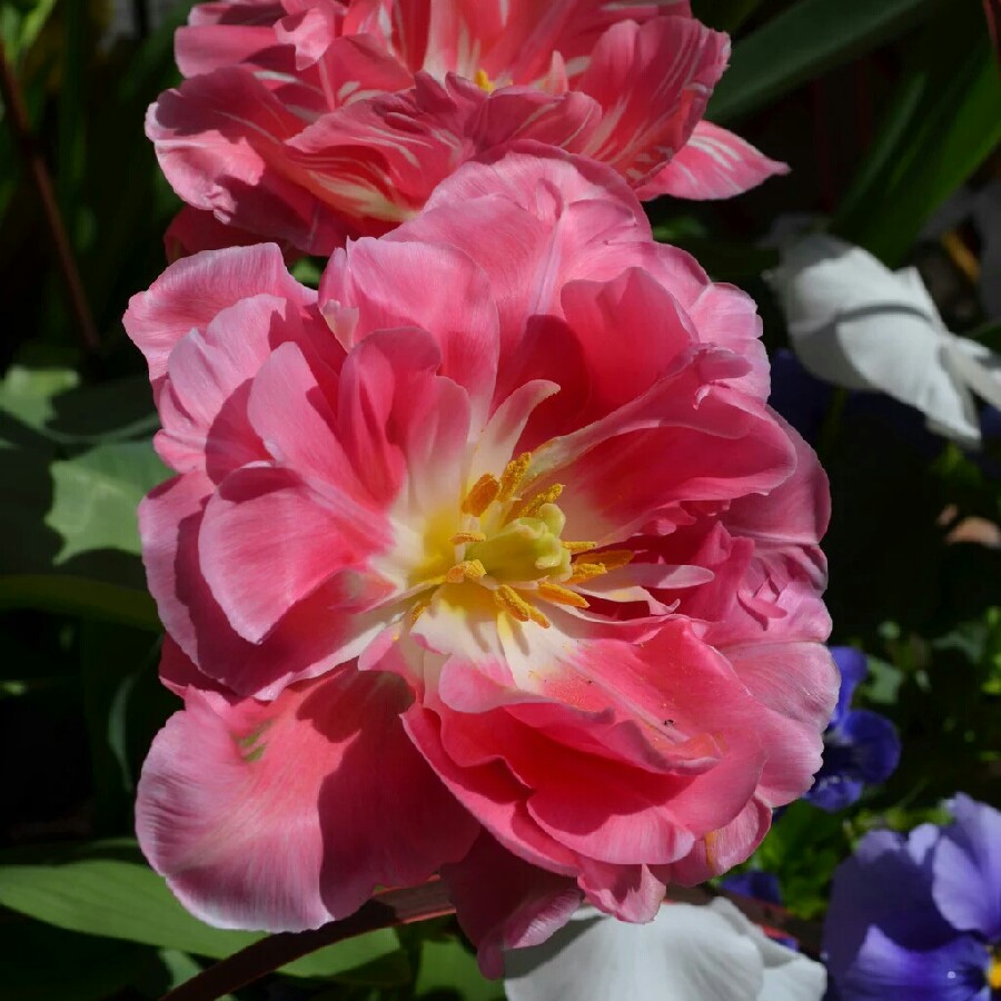 Tulip 'Angelique' (Double Late)