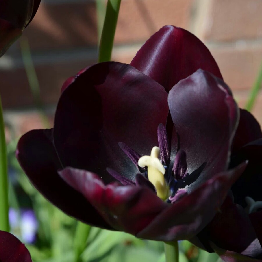 Tulip 'Queen Of Night' (Single Late)