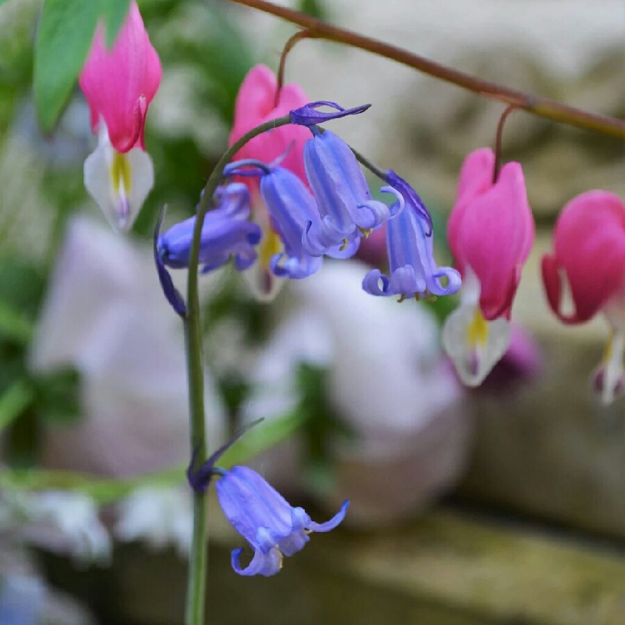 English Bluebell 'Wavertree'