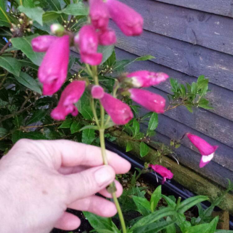 Plant image Penstemon 'Pensham Amelia Jane'