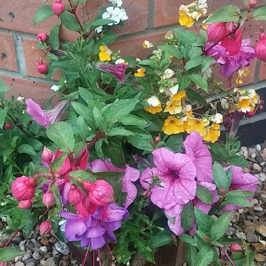 plant image 119689