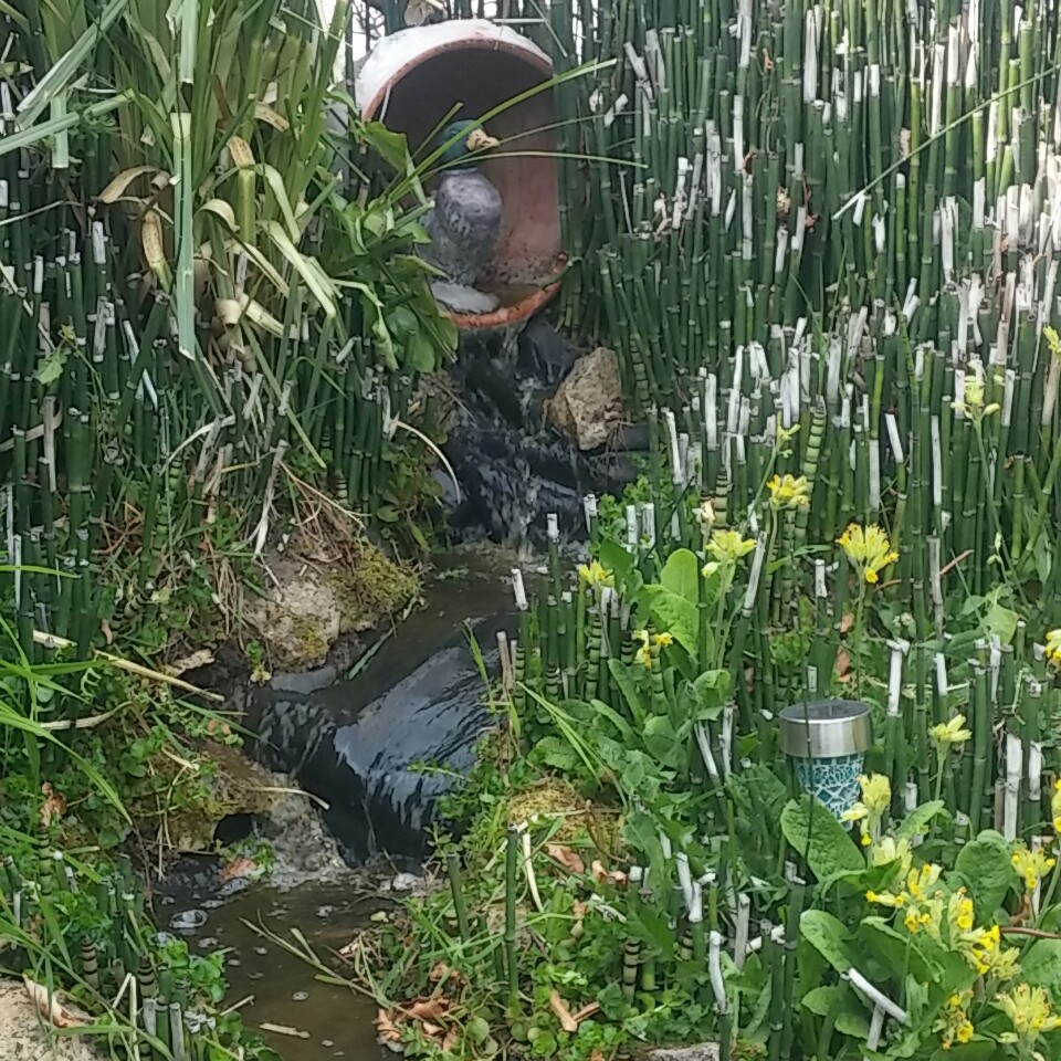 Julie's garden