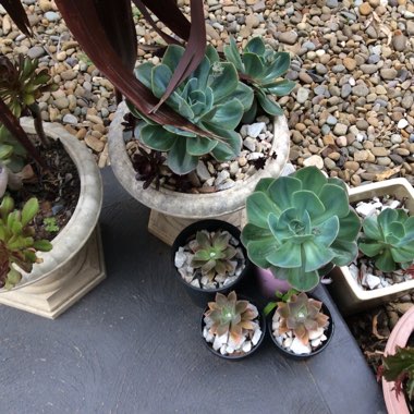 Tanya's garden