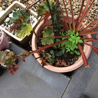 Tanya's garden