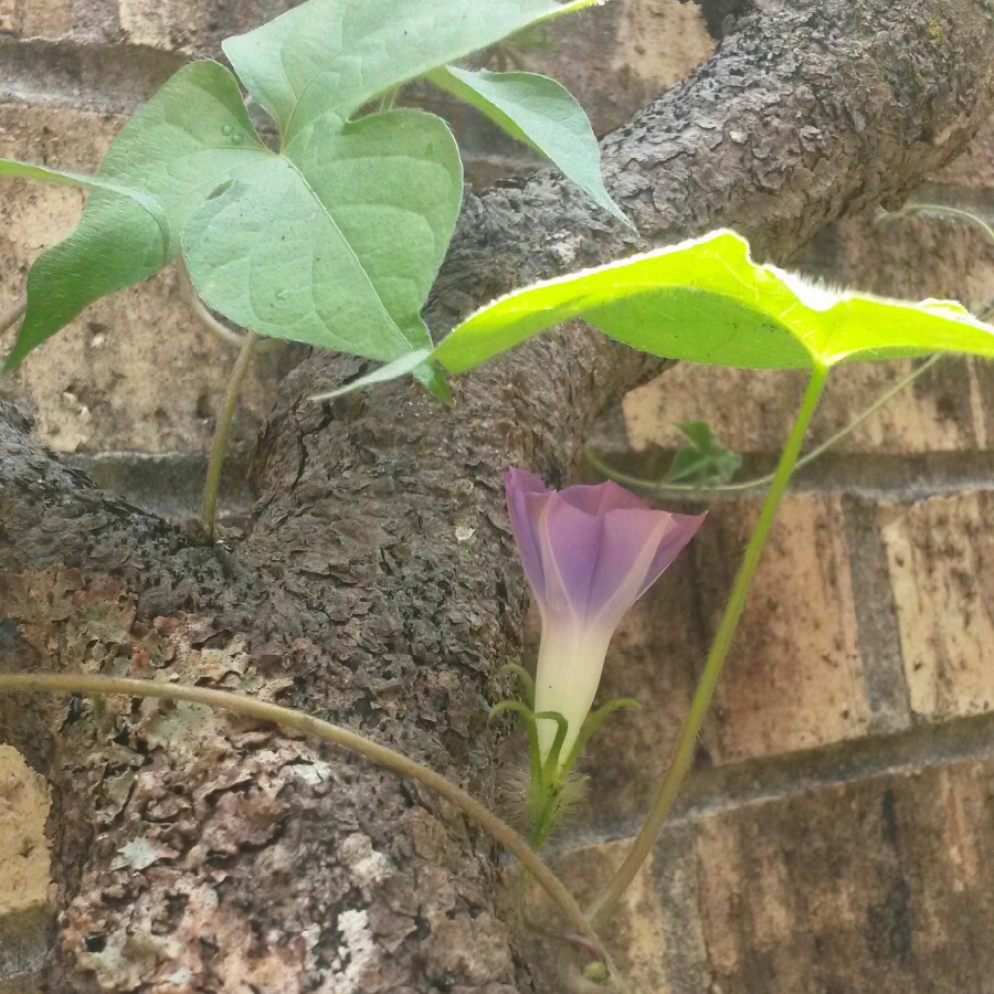 plant image 134264
